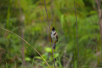 bulbul perched on a twig