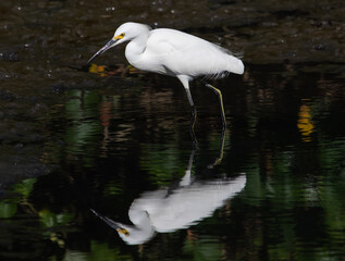 great heron