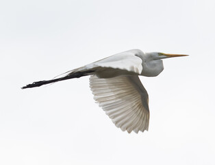 great white heron