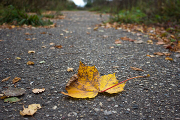 Fallen yellow maple leaf on asphalt road. Selective focus.