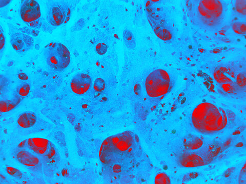 House of mold. Texture of mold and cobwebs. Tunnels of microworld space. For the background. Selective focus