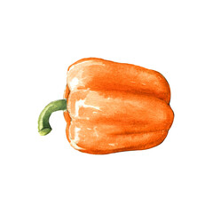 orange bell pepper watercolor illustration on white background
