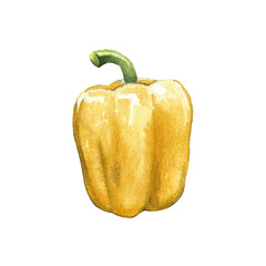 yellow bell pepper watercolor illustration on white background