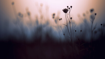 vue à contre jour de  fleurs de la prairie au soleil couchant, arrière plan flou et rosé