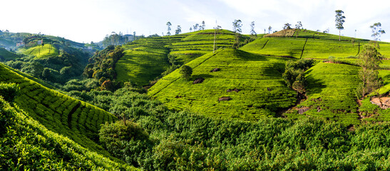 Lush tea plantations in central hills of Nuwara eliya, Sri lanka.