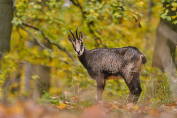 A beautiful chamois stands on a stone hill in the Czech republic.  Rupicapra rupicapra Autumn scene with a chamois. 