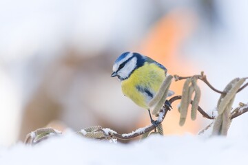 Winter scene with a cute blue tit. A titmouse sitting on the twig. Cyanistes caeruleus