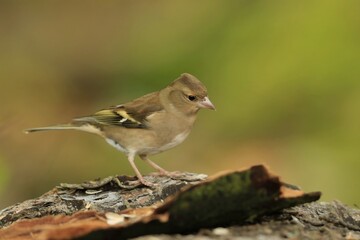 Chaffinch, Fringilla coelebs, songbird sitting on the ground. little bird in nature forest habitat, Wildlife scene from nature.