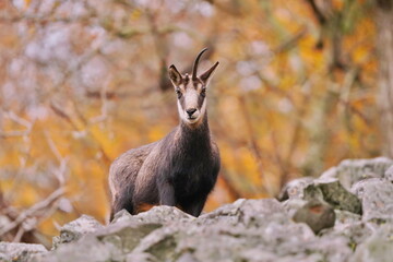 Fototapeta premium A beautiful chamois stands on a stone hill in the Czech republic. Rupicapra rupicapra Autumn scene with a chamois. 