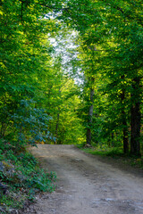 Green chestnut forest in spring crossed by a dirt road