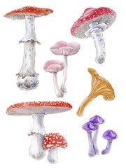Watercolor mushrooms Illustration Clipart