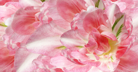 Tulips flowers.  Floral spring  pink background.  Close-up. Nature.