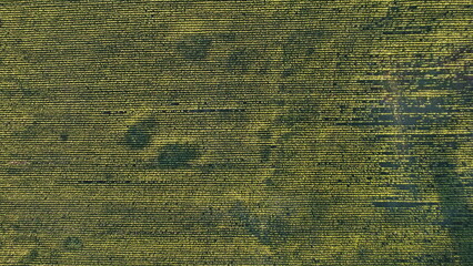 Corn field of green corn stalks, arial drone view photo from the above.