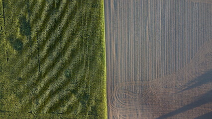 Corn field of green corn stalks, arial drone view photo from the above.