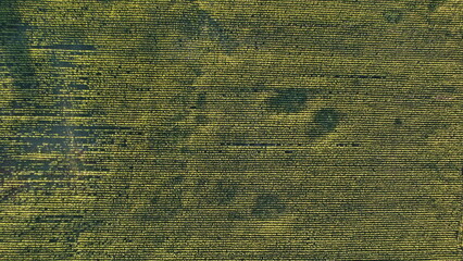 Corn field of green corn stalks, arial drone view photo from the above.