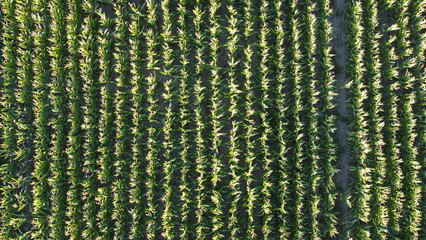 Corn field of green corn stalks, arial drone view photo from the above.