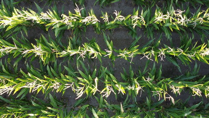 Corn field of green corn stalks, arial drone view photo from the above.
