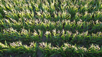 Corn field of green corn stalks, arial drone view photo from the above.
