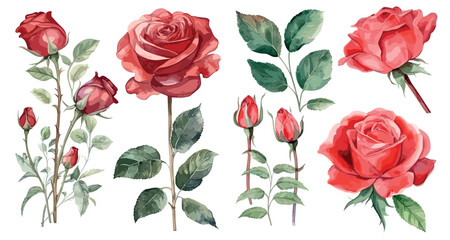 Watercolor red rose clipart for graphic resources. beautiful flower on an isolated white background. vector illustration. Design for wedding invitation, postcard. botanical painting