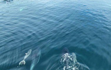 A family Pod of Bottlenose Dolphins and their young swimming in Cushendun Bay County Antrim Northern Ireland © Peter Steele