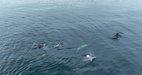 A family Pod of Bottlenose Dolphins and their young swimming in Cushendun Bay County Antrim...