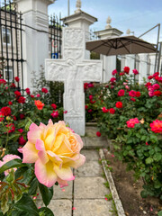 Fototapeta na wymiar Beautiful roses in front of stone cross in a church yard
