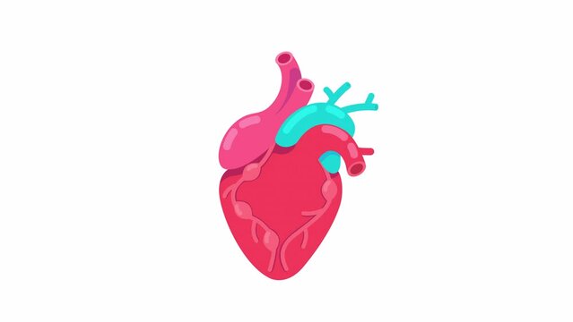 Heartbeat anatomical 2D object animation. Cardiology organ. Cardiac cycle flat cartoon 4K video, transparent alpha channel. Cardiovascular system. Beating heart animated element on white background