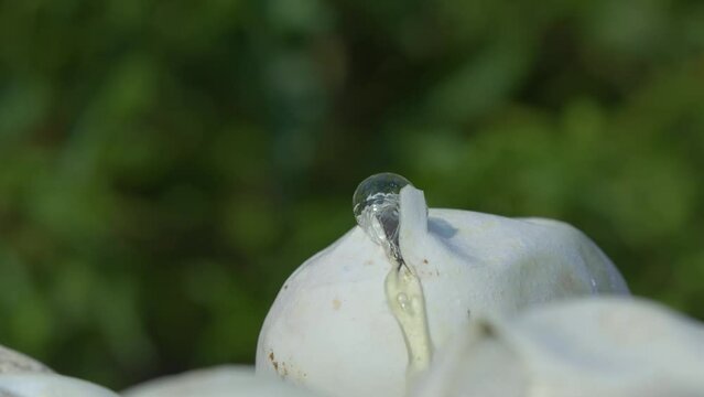 Birth of baby reticulated python hatching from egg on pile of dry leaves, natural bokeh background