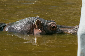 hippopotamus in water