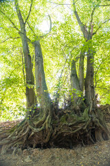 Outdoor natural image of gigantic roots of an old tree, covered with moss
