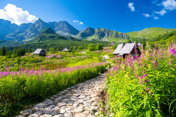 path through a meadow of flowers in the Tatra Mountains with wooden huts in Poland - 651183334
