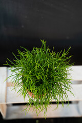 Rispalis in a brown pot on a black white background top view