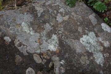 蔵王の景色　山頂の地衣類チズゴケの生えた岩