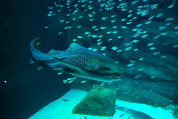 Paris aquarium, The zebra shark is a species of carpet shark and the sole member of the family Stegostomatidae. It is found throughout the tropical Indo-Pacific, frequenting coral reefs and sandy flat