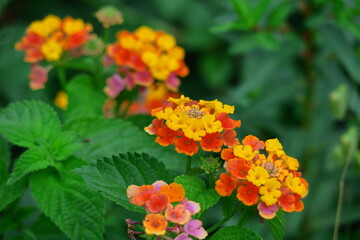 花色が変化する花