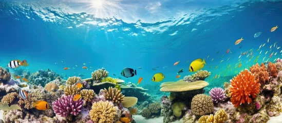 Foto op Plexiglas Diverse soft corals and a shoal of fish in a tropical reef © AkuAku
