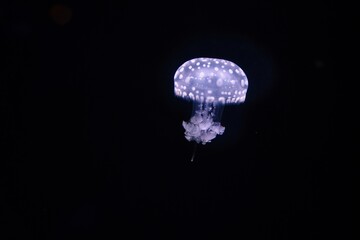 Paris aquarium, Fried Egg Jellies are a fairly hardy and resilient species 