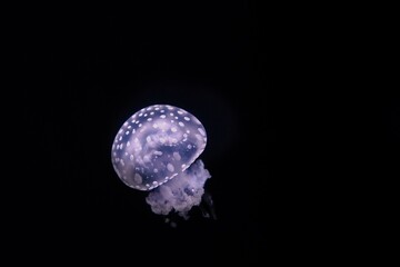 Paris aquarium, Fried Egg Jellies are a fairly hardy and resilient species 