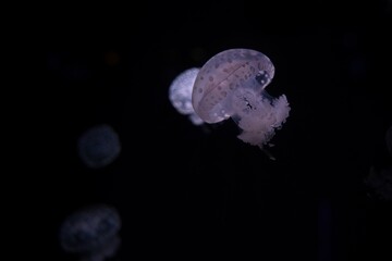 Paris aquarium, Fried Egg Jellies are a fairly hardy and resilient species 