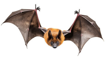 Spectacled flying fox isolated on a white background