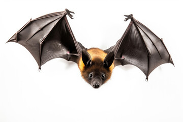 Spectacled flying fox isolated on a white background