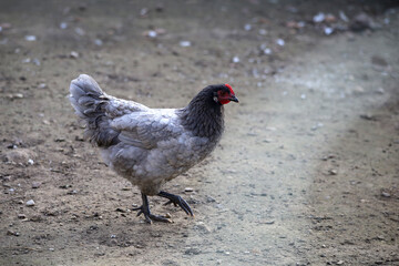 Chickens are walking on the farm.