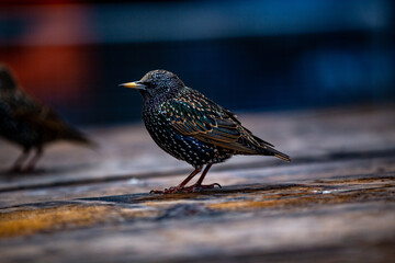 robin on the ground