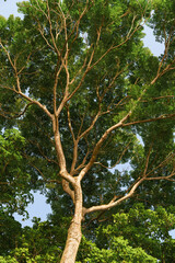 Gigantescas árvores da floresta amazônica brasileira 