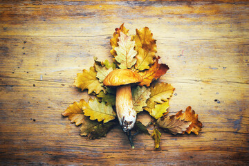 mushroom boletus on an dry oak branch with leaves on a wooden background top view - 651193556
