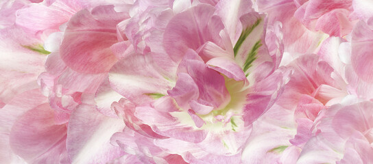 Tulips flowers.  Floral spring background.  Close-up. Nature.