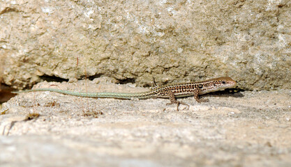 Cretan wall lizard // Kreta-Mauereidechse (Podarcis cretensis) - Crete, Greece