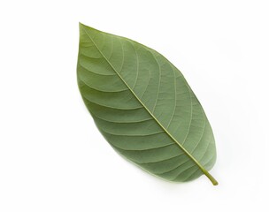 back of annona squamosa leaves isolated on white, green leave isolated
