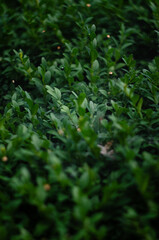 The photo of a green bush as a beautiful background for posters and backgrounds