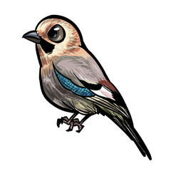 blue jay on a branch